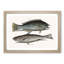 Puddingwife & Whiting Fish by Mark Catesby - Framed Print-55768070-55768072