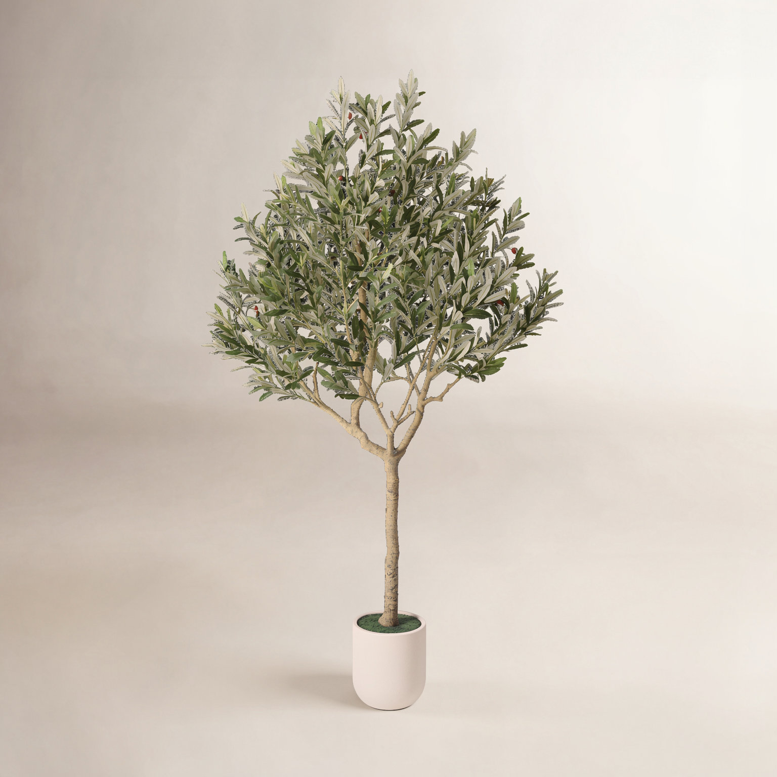 Ashwell Olive Plant in Pot, 86" H x 47" W x 47" D