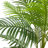 Faux Palm Tree in Plastic / Acrylic Pot-1872302222