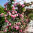 3 gal. Rose Peggy Martin