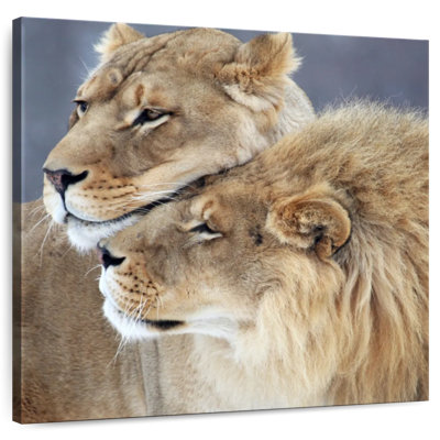 Amour de lion et de lionne Brampt
