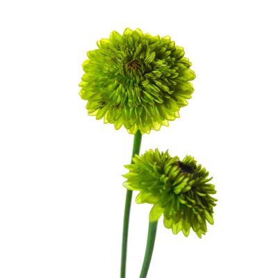 " Mums "