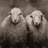 Sheep sepia - 32"x32" art on canvas