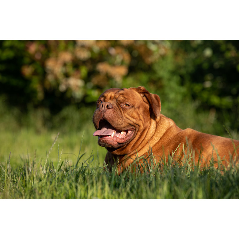 Mastiff français - photographie sur toile tendue, H 8 po x l 12 po