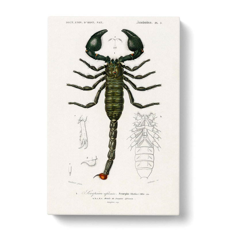 The Emperor Scorpion by Charles d' Orbigny - Wrapped Canvas, 50cm H x 35cm W x 3cm D