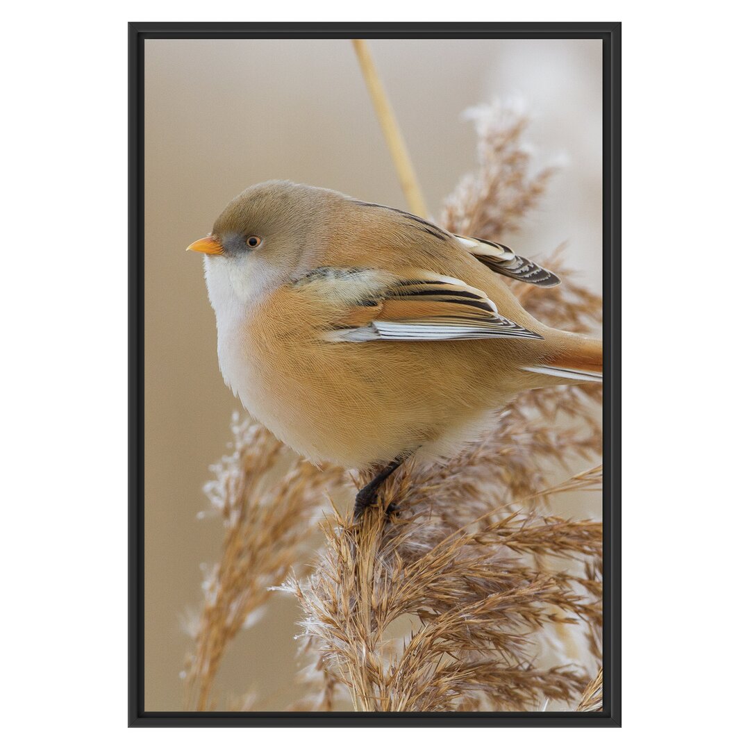 Gerahmtes Wandbild kleiner Vogel auf Weizen