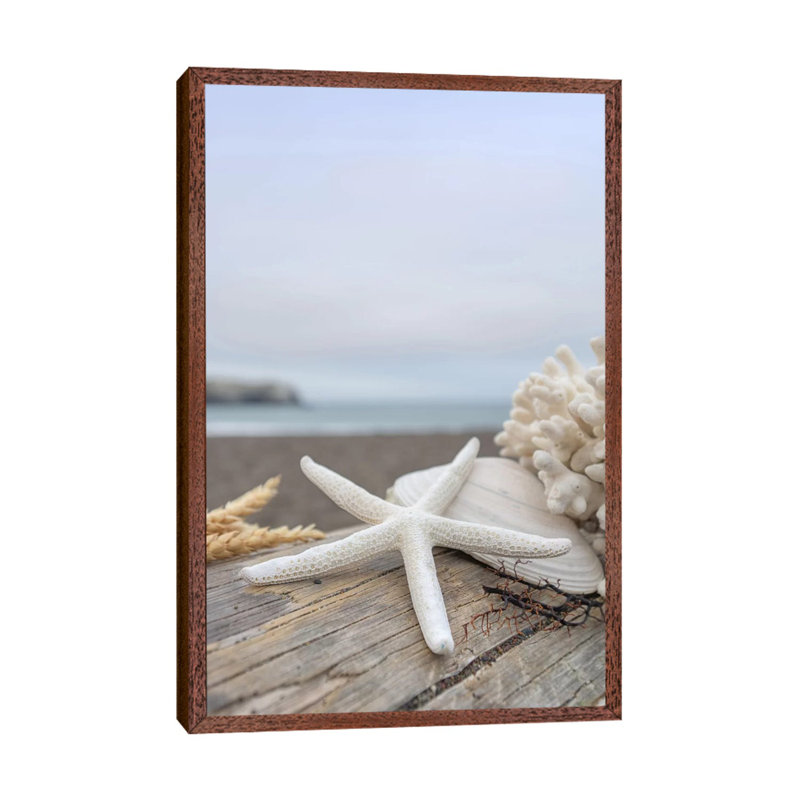 Crescent Beach Shells XIV by Alan Blaustein - Floater Frame Print on Canvas, 66.04 cm H x 45.72 cm W, Brown Framed