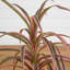 24 po Faux Dracaena plante en pot