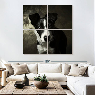 Brampt Border Collie Puppy