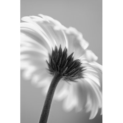 Gerber Daisy In Black And White by Ruth Peterkin - Wrapped Canvas Print