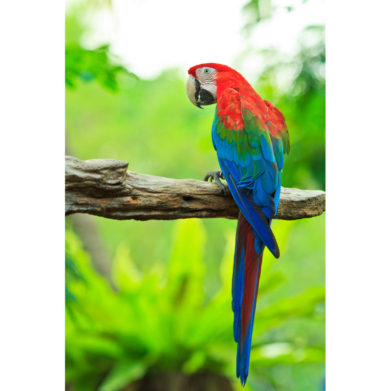 Macaw Parrot by Pigphoto - Wrapped Canvas Print, 46cm H x 30cm W