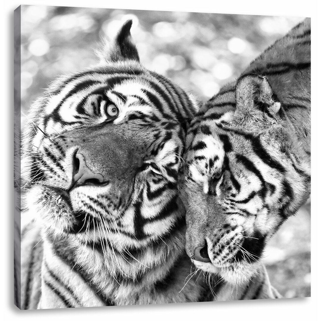 Fotodruck Two Nuzzling Tigers