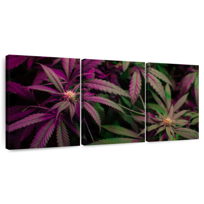 Lavande, marijuana