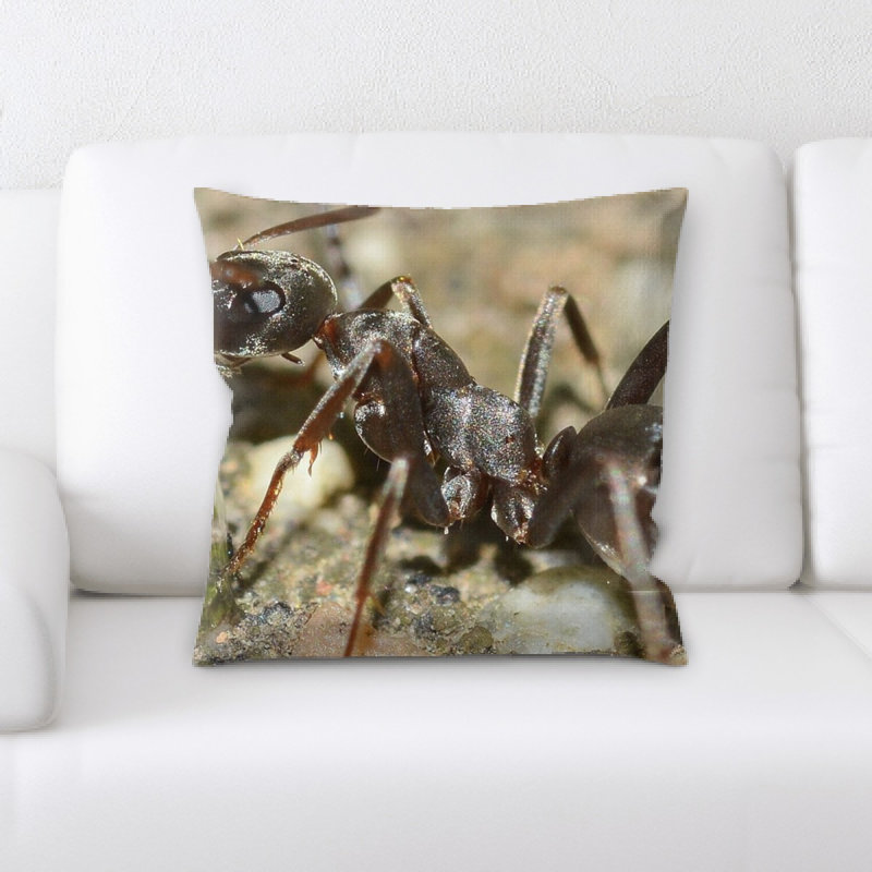 Coussin insectes
