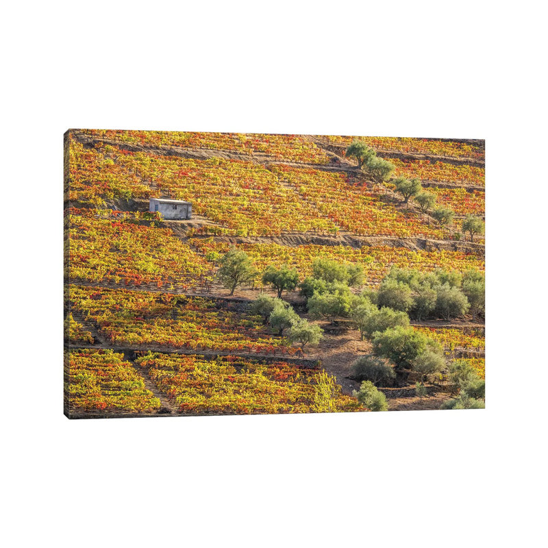 Autumn II, Vineyards On Terraced Hillsides Above The Douro River, Douro Valley, Portugal 1 Piece Wrapped Canvas Wall Art
