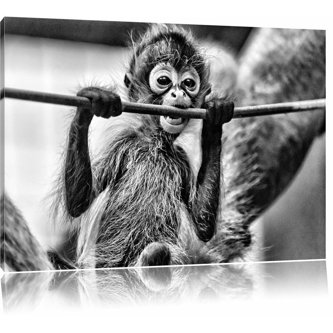 Leinwandbild Orang-Utan-Junges isst in Monochrom