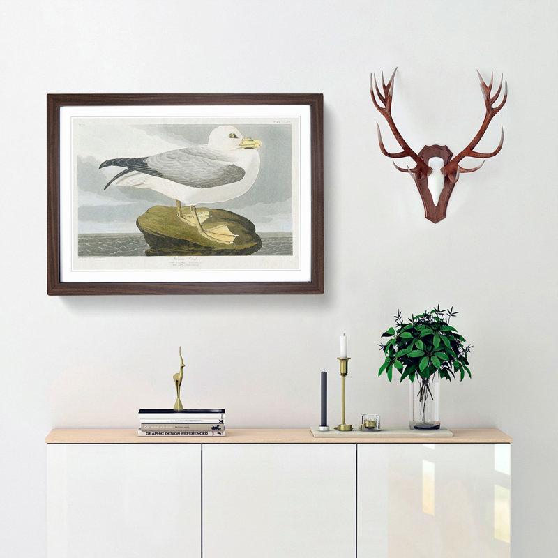 Fulmar Bird by John Audubon - Framed Print, Walnut Framed, 27cm H x 36cm W x 2cm D