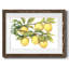 Ripe for Cueillette II - impression d'un seul cadre photo-1941780183-1941780178
