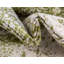 Tapis vert de style oriental-666663985
