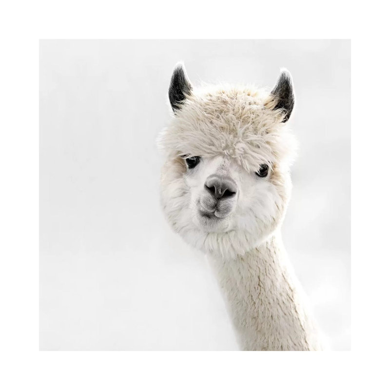 Peeky Alpaca Square 1 Piece Wrapped Canvas Wall Art, 66.04 cm H x 66.04 cm W x 3.175 cm D