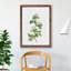 Hawthorn Flowers by Pierre-Joseph Redoute - Single Picture Frame Painting-48224694-48224695