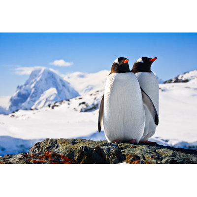 Deux pingouins debout sur un rocher - Photographie sur toile tendue
