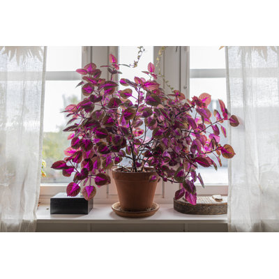 Coleus Plant Indoors by Angela Kotsell - Wrapped Canvas Print