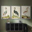 Heron Portrait I  -Custom Framed  Wrapped Gallery Canvas - 3 Pieces-1122106579-1122106542