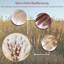 Wym 17cm Pampas Grass Grass
