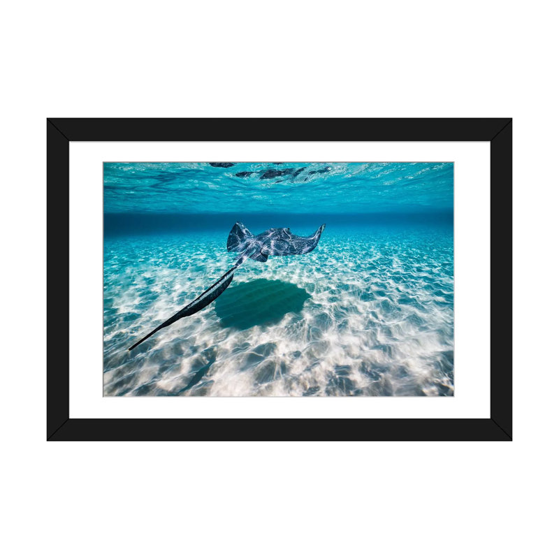 « southern stingrays on the sable », reproduction de photo sur toile, H 24 po x l 32 po x P 1 po, Papier d'art encadré noir