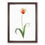 Didier's Tulip by Pierre-Joseph Redoute - Picture Frame Painting Print-55545603-55545604
