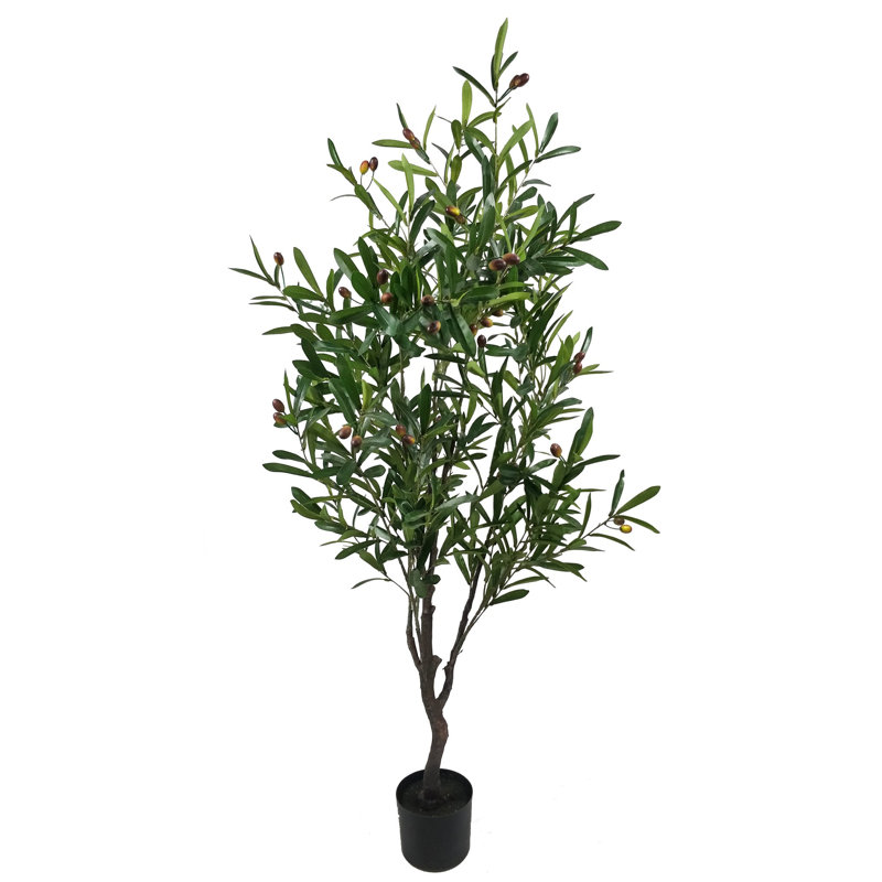 55 po Olive en pot
