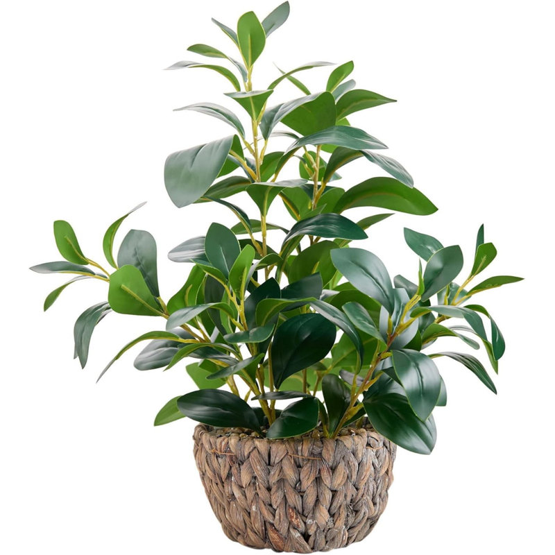 47.75cm Plant