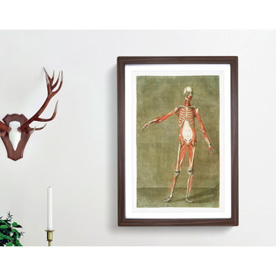 Anatomical Illustration of a Male No. 3 by Gautier-Dagoty - Picture Frame Painting Print