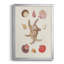 Knorr Shells & Coral II, reproduction encadrée de qualité supérieure - prête à être accrochée-88272420-88272421