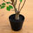 48'' Faux Dogwood Tree in Pot Liner