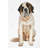 Saint Bernard Print On Canvas