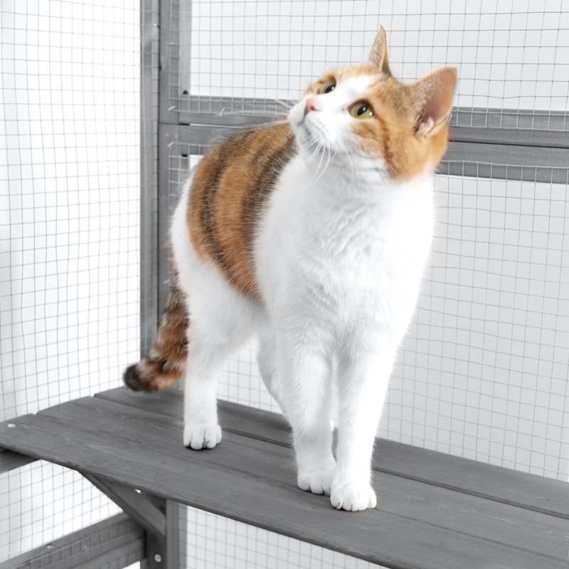 Cat Cage