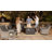 Emroy 10 - Piece Outdoor Wicker Sectional Seating Group with Cushions-1313907490-1332378753
