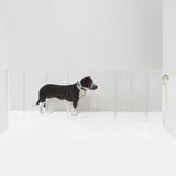Clear Zig Zag Pet Gate Wall Mounted Pet Gate with Gold Latch