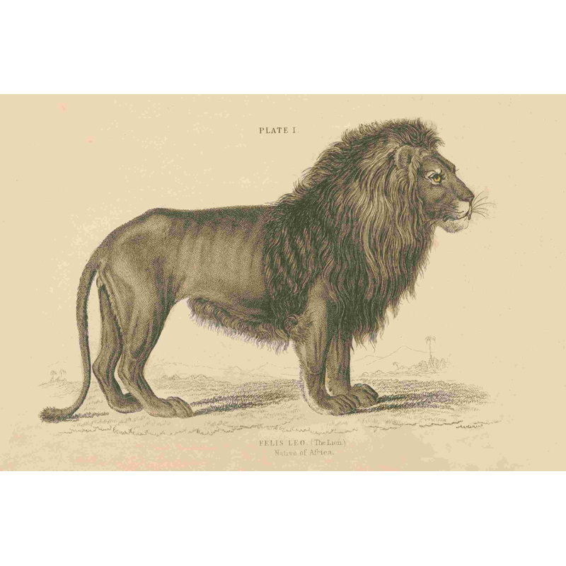 Lion rétro, H 8 po x l 12 po