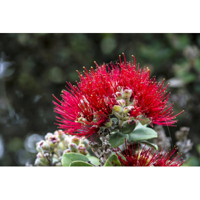 Ohia Lehua Tree Flower by Campphoto