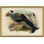 Pheasants from Gould's Birds of Australia 10 Framed