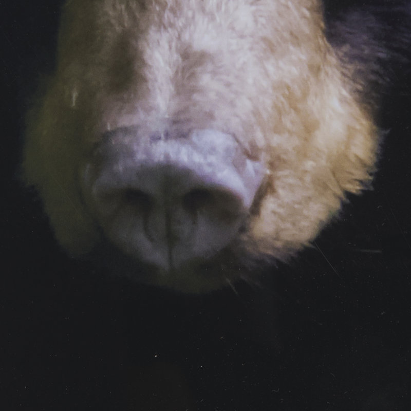 «Grizzly Bear» par Chad Mackay, reproduction d'art encadrée à la main avec passe-partout, 31.5L x 1.6W x 41.5H, Ours
