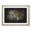 Peacock with Outstretched Feathers - Picture Frame Graphic Art Print-56861417-56861418