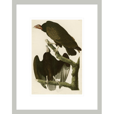 «Turquie Buzzard» par John James Audubon par John James Audubon, impression giclée encadrée
