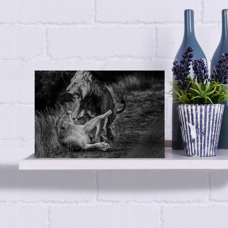 Roaring African Lions Contemporary Wall Art Print 1 Piece Wrapped Canvas Wall Art, 30.48cm H x 45.72cm W
