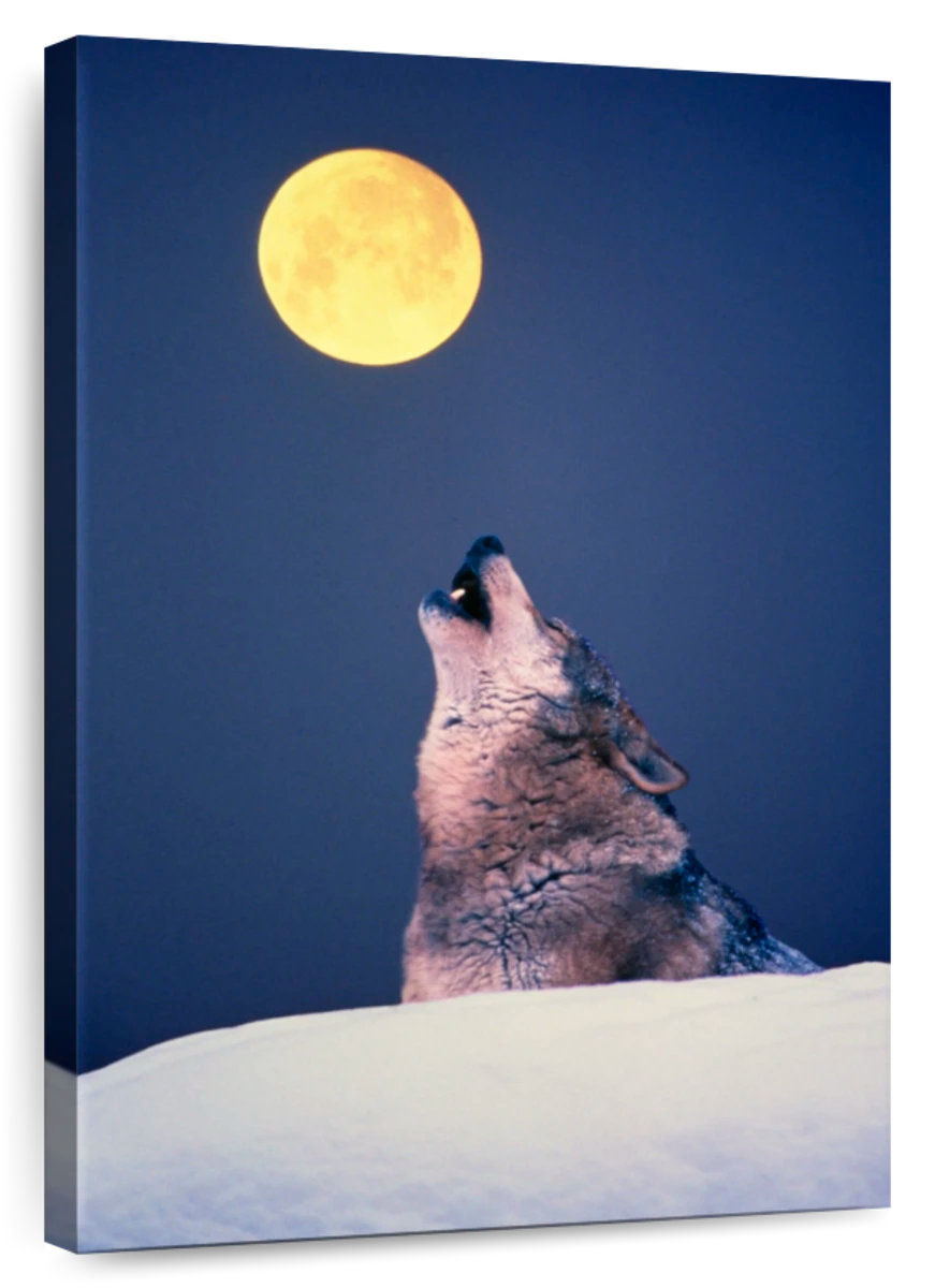 Ebern Designs Brampt Wolf Calling The Pack | Wayfair