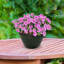 Pot à fleurs rond en céramique Caydin - bleu - 13,5 po-545836318-624721916