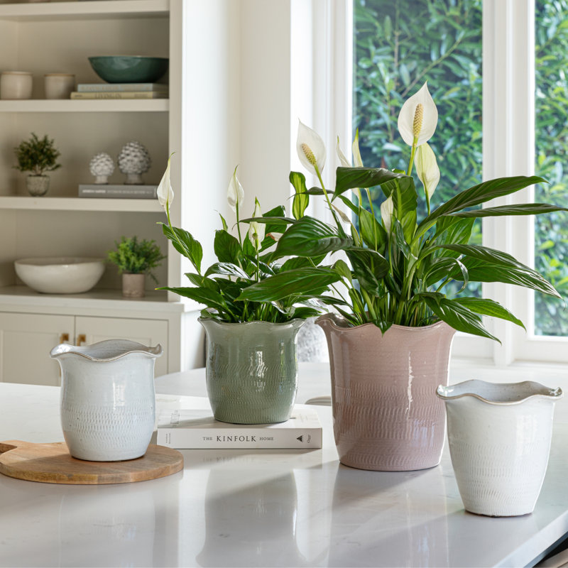 Camellia Sage Scalloped Edge Planter H25cm D26cm